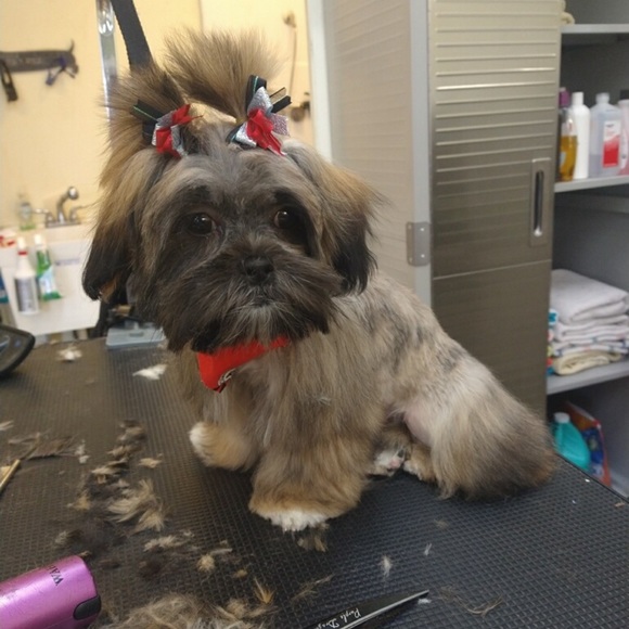 Meet your Posher, Mrs. ND Gunner - Picture 12 of 14